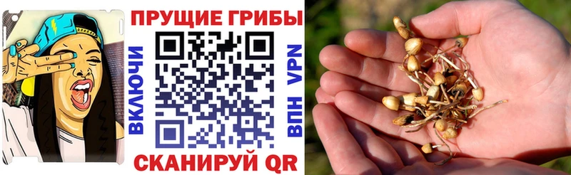 Галлюциногенные грибы ЛСД  Купить закладки  Шумиха 